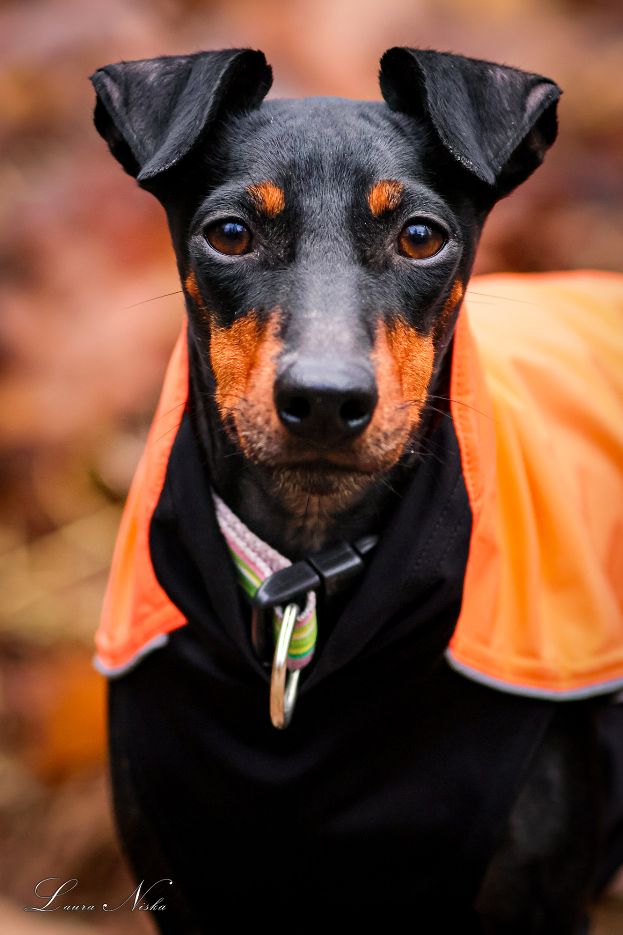 Beanie Baby's Killer Queen